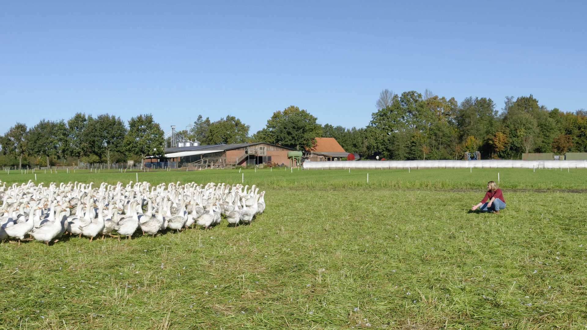 Gänse Geflügelhof Hörning