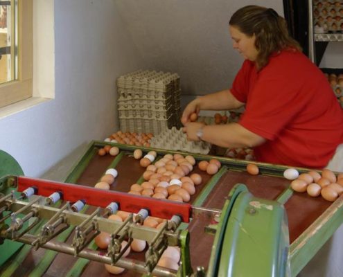 Frau Meyer an der Eiersortiermaschine