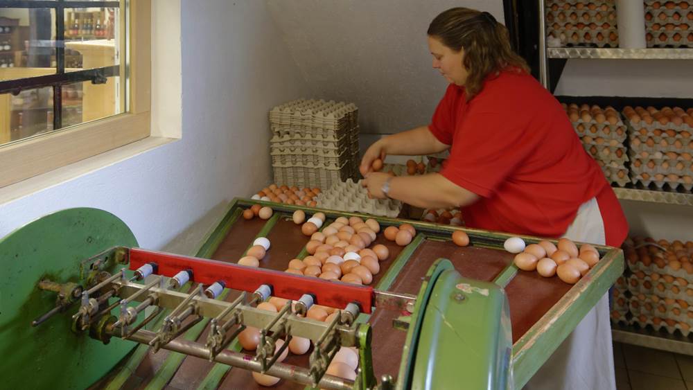 Frau Meyer an der Eiersortiermaschine