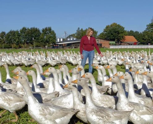 Gänse aus Freilandhaltung