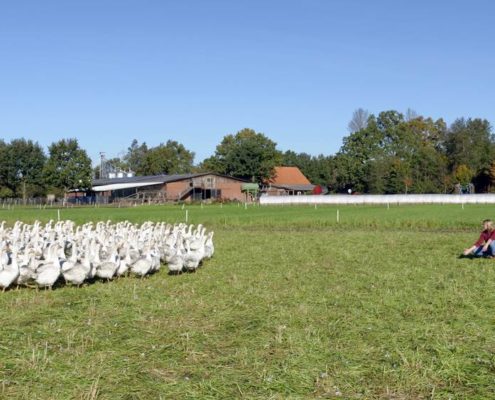 Gänse in Freilandhaltung