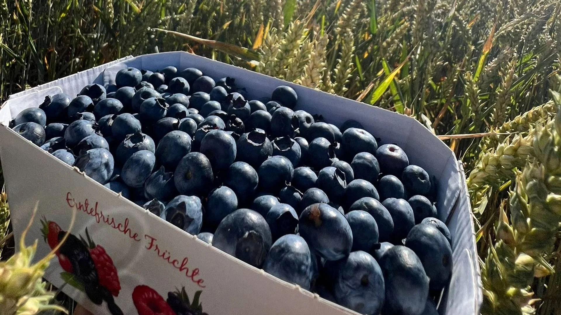 Heidelbeeren vom Hörnings Hof